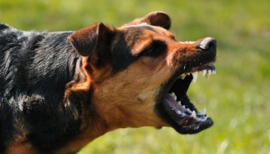 dangerous-dogs